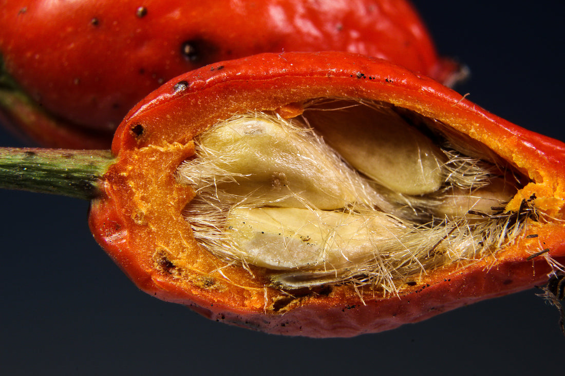 Ce sunt măceșele și ce beneficii au?