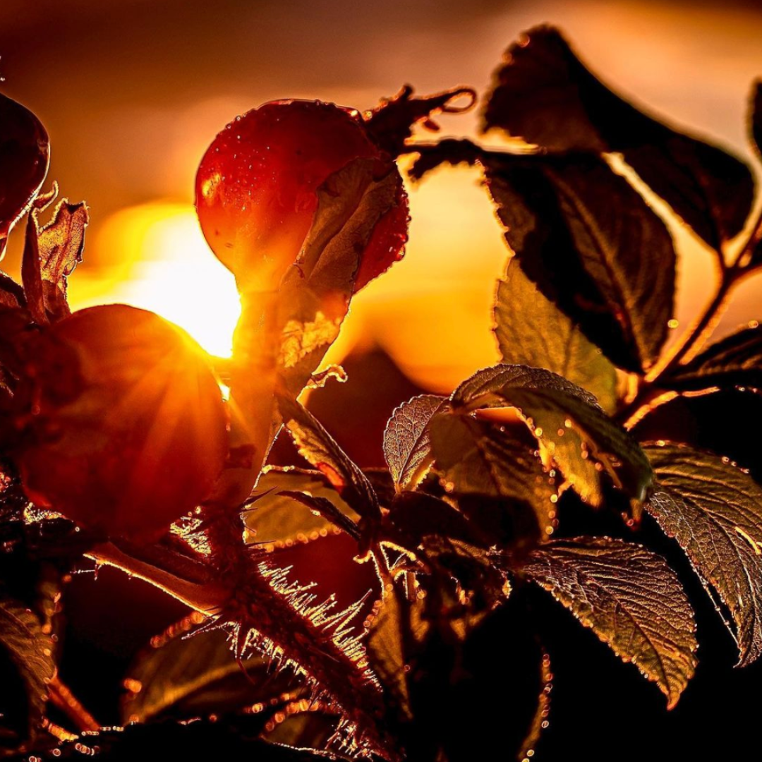 secom imunitate ulei de catina capsule omega 3 vitamina c solgar imunitate pentru imunitate miere de manuka complex de vitamine si minerale vitamine pentru imunitate adulti omega 3 secom suplimente premium