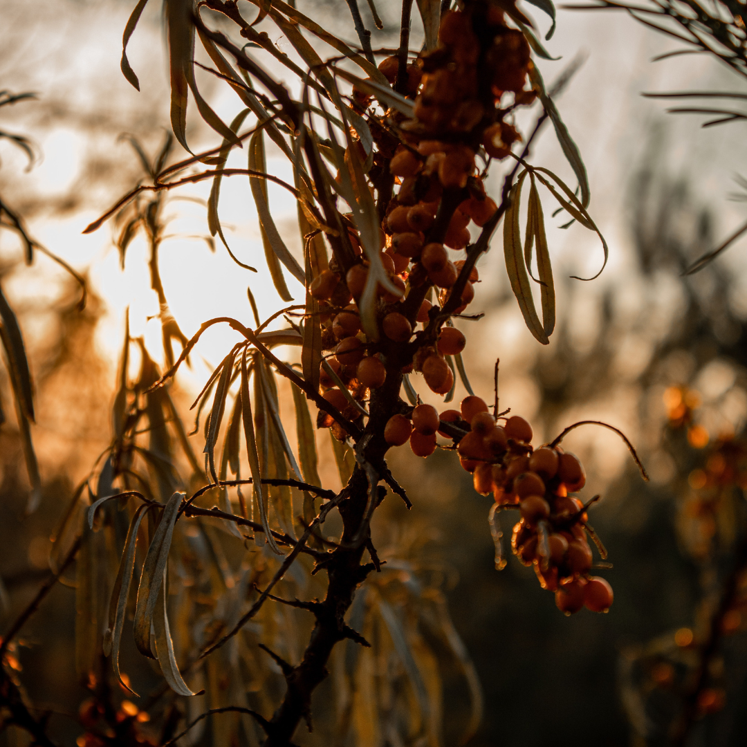 secom imunitate ulei de catina capsule omega 3 vitamina c solgar imunitate pentru imunitate miere de manuka complex de vitamine si minerale vitamine pentru imunitate adulti omega 3 secom suplimente premium