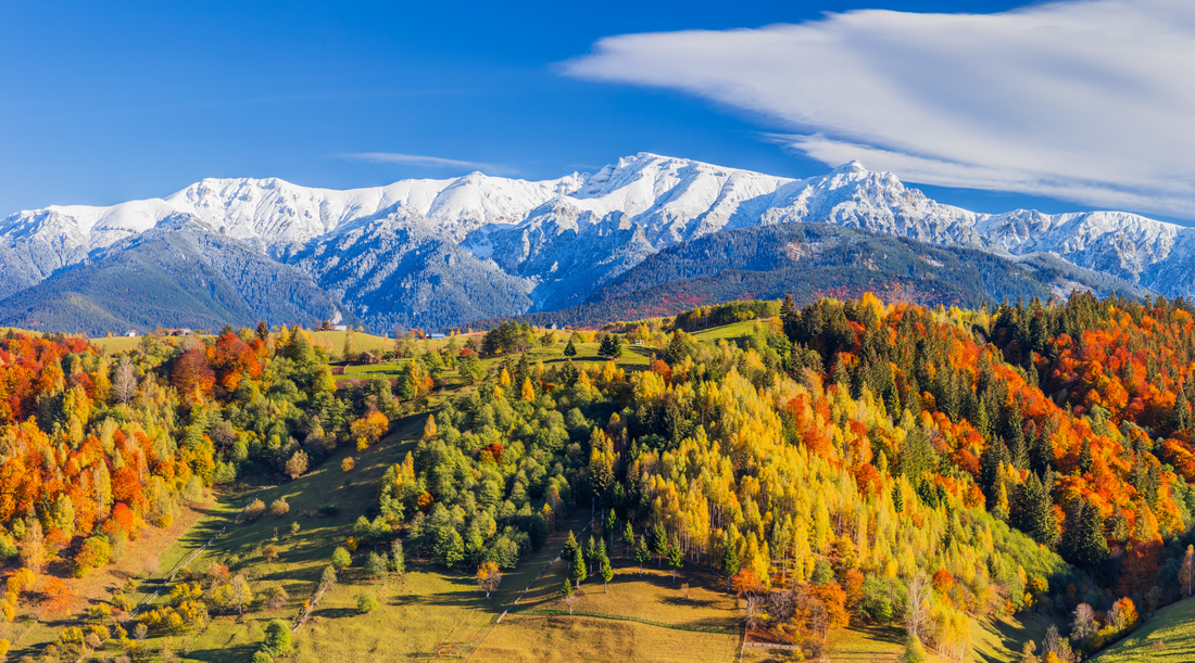 "Introducere în lumea plantelor sălbatice."