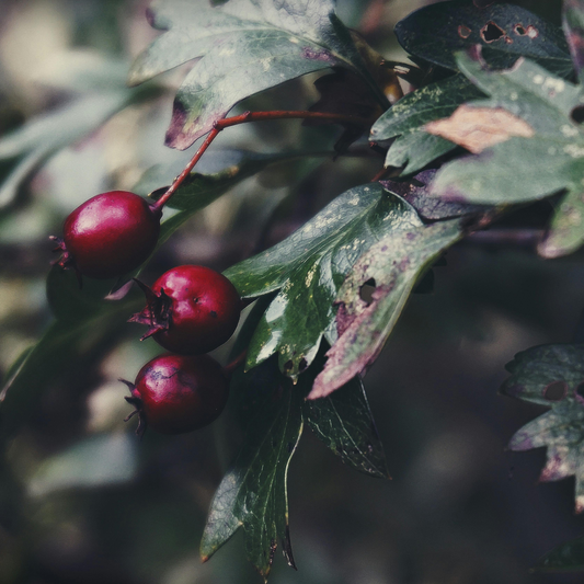 🫀 Păducelul – Plantă medicinală tradițională cu beneficii cardiovasculare confirmate științific 🌿