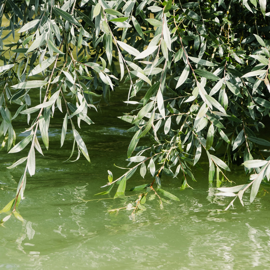 Magia cojii de salcie: un aliat natural pentru sănătate