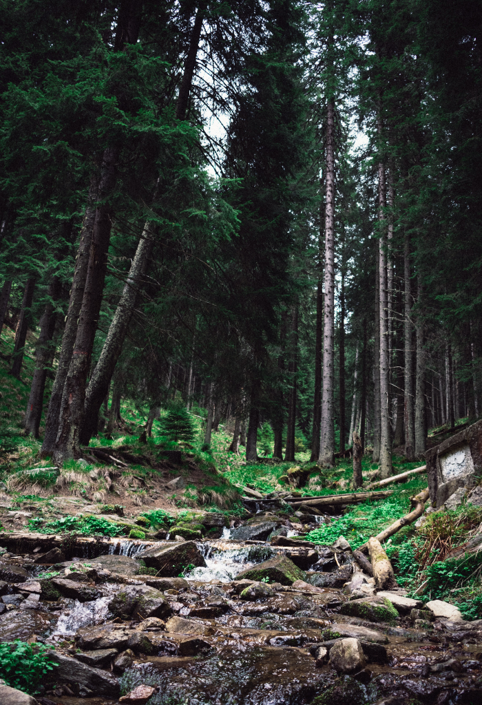 secom imunitate ulei de catina capsule omega 3 vitamina c solgar imunitate pentru imunitate miere de manuka complex de vitamine si minerale vitamine pentru imunitate adulti omega 3 secom suplimente premium